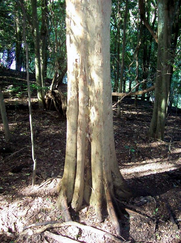 Aphananthe philippinensis (Axe handle Wood) (alternate view 7)