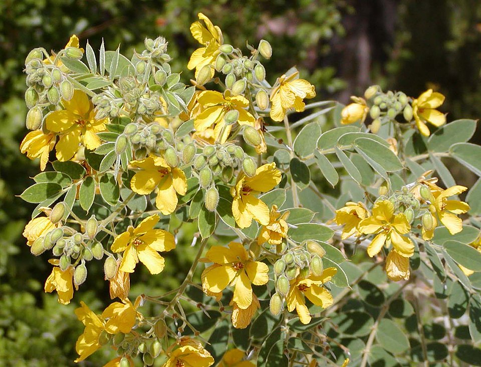 Senna lindheimeriana (Lindheimer's Senna) (alternate view 6)