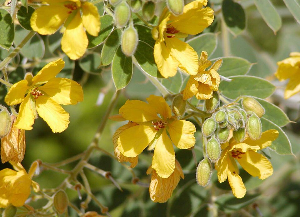 Senna lindheimeriana (Lindheimer's Senna) (alternate view 7)