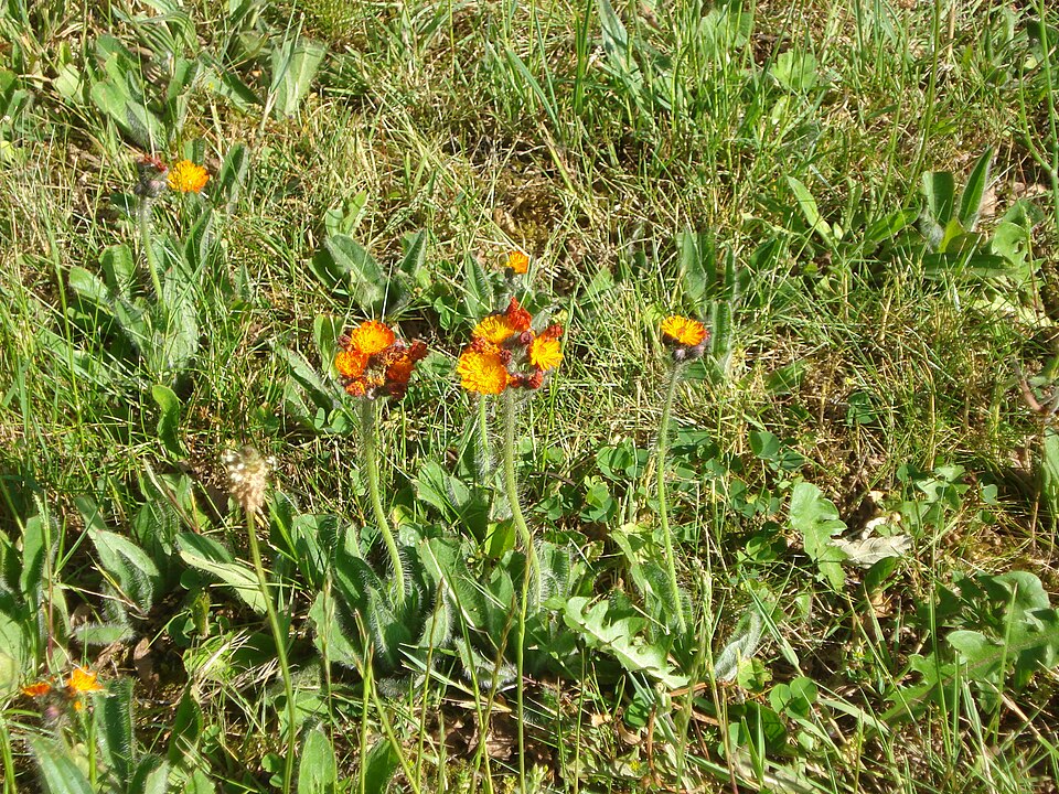 Pilosella aurantiaca (orange hawkweed)