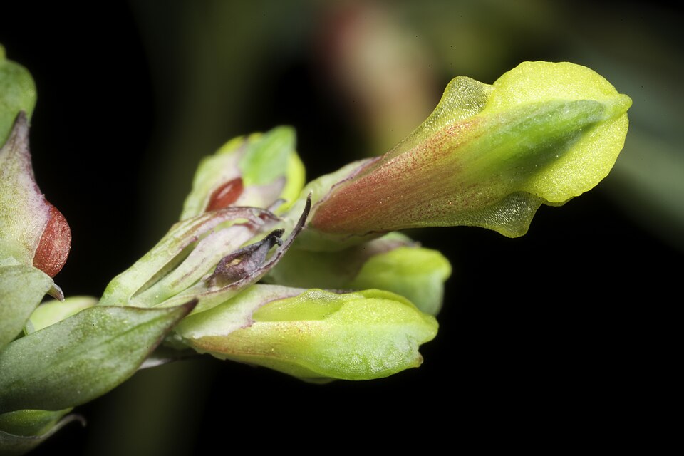 Capnoides sempervirens (rock harlequin) (alternate view 7)