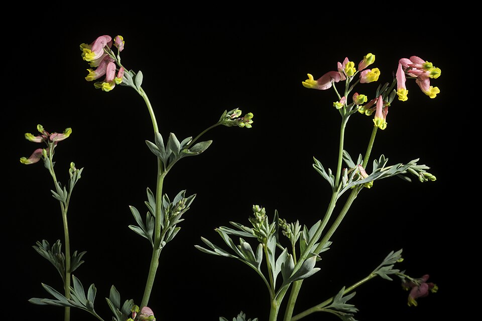 Capnoides sempervirens (rock harlequin) (alternate view 8)