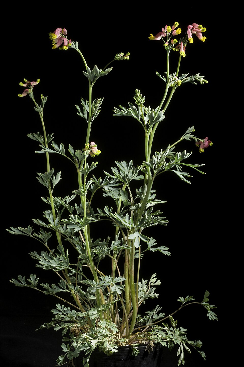 Capnoides sempervirens (rock harlequin) (alternate view 9)