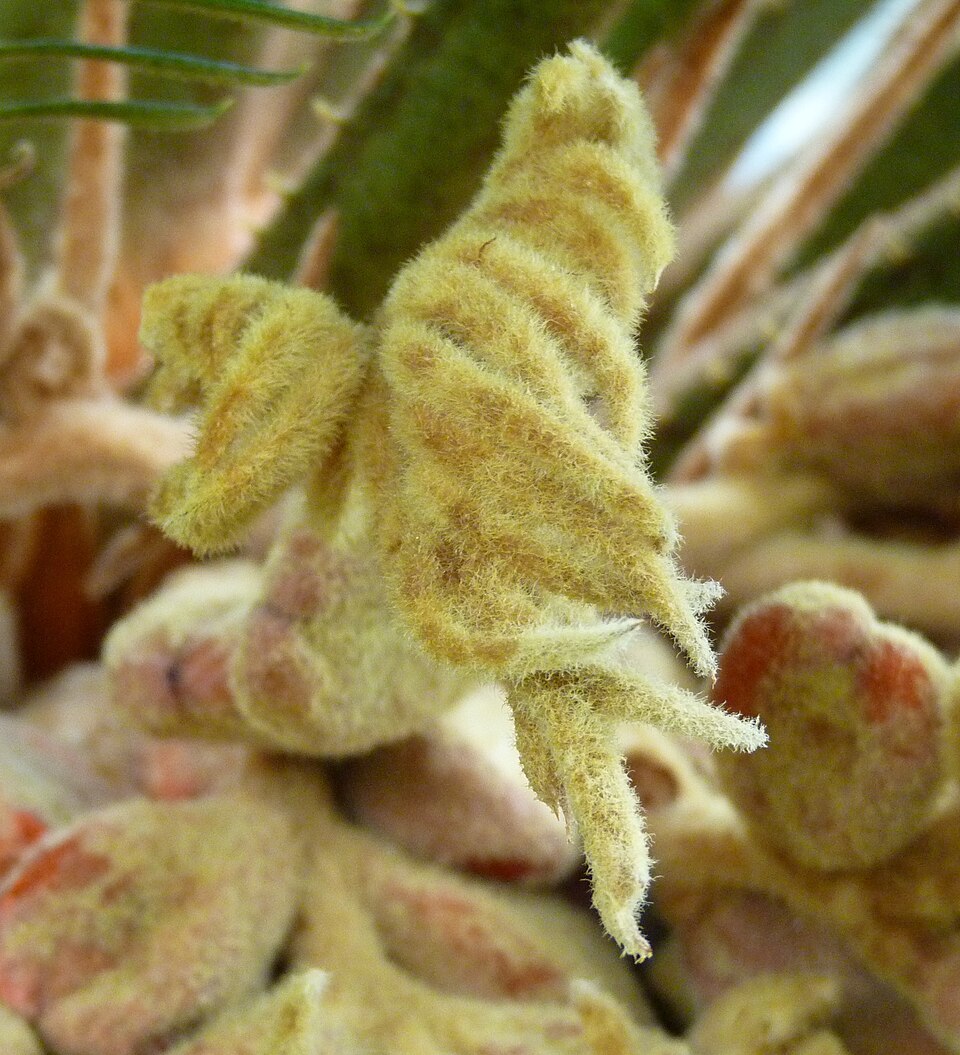 Cycas revoluta (Sago Palm) (alternate view 4)