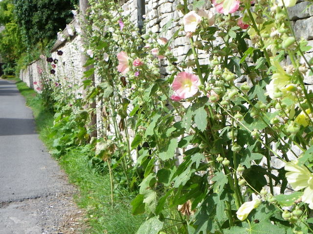 Alcea (hollyhocks) (alternate view 5)