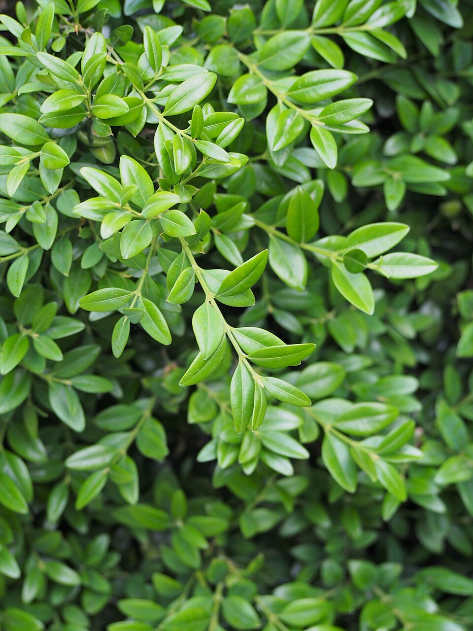 Buxus sempervirens 'Suffruticosa' (Dwarf English Boxwood) (alternate view 3)
