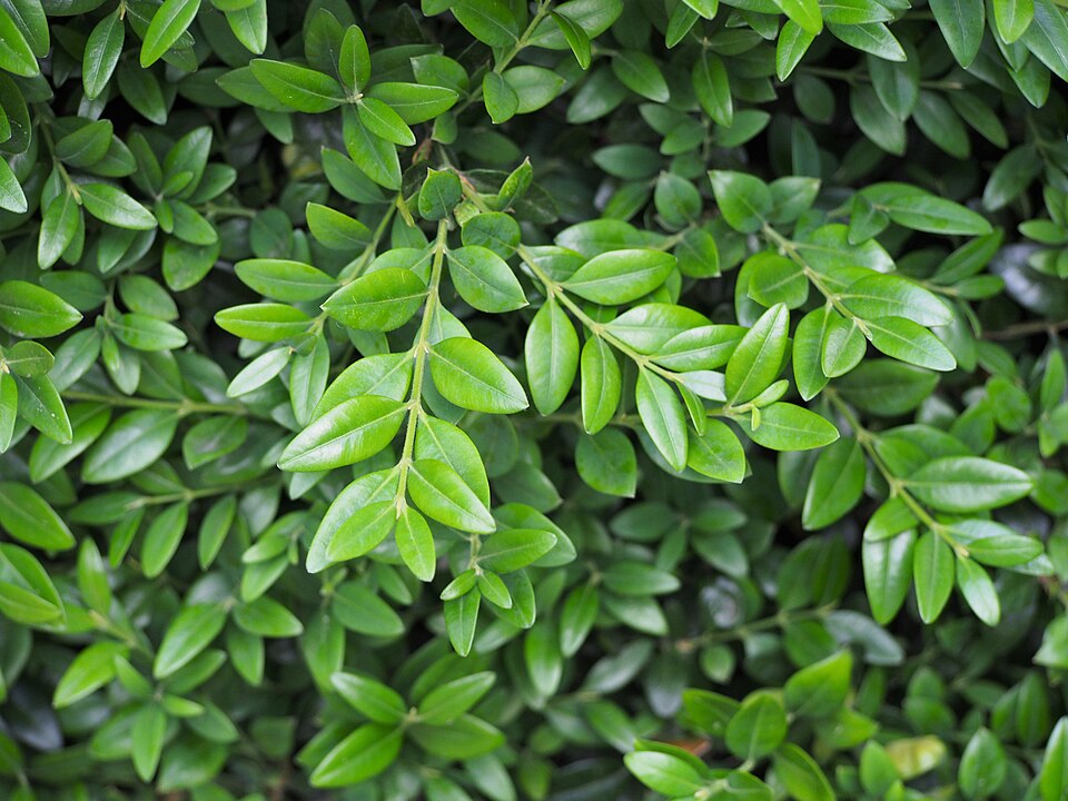 Buxus sempervirens 'Suffruticosa' (Dwarf English Boxwood) (alternate view 4)