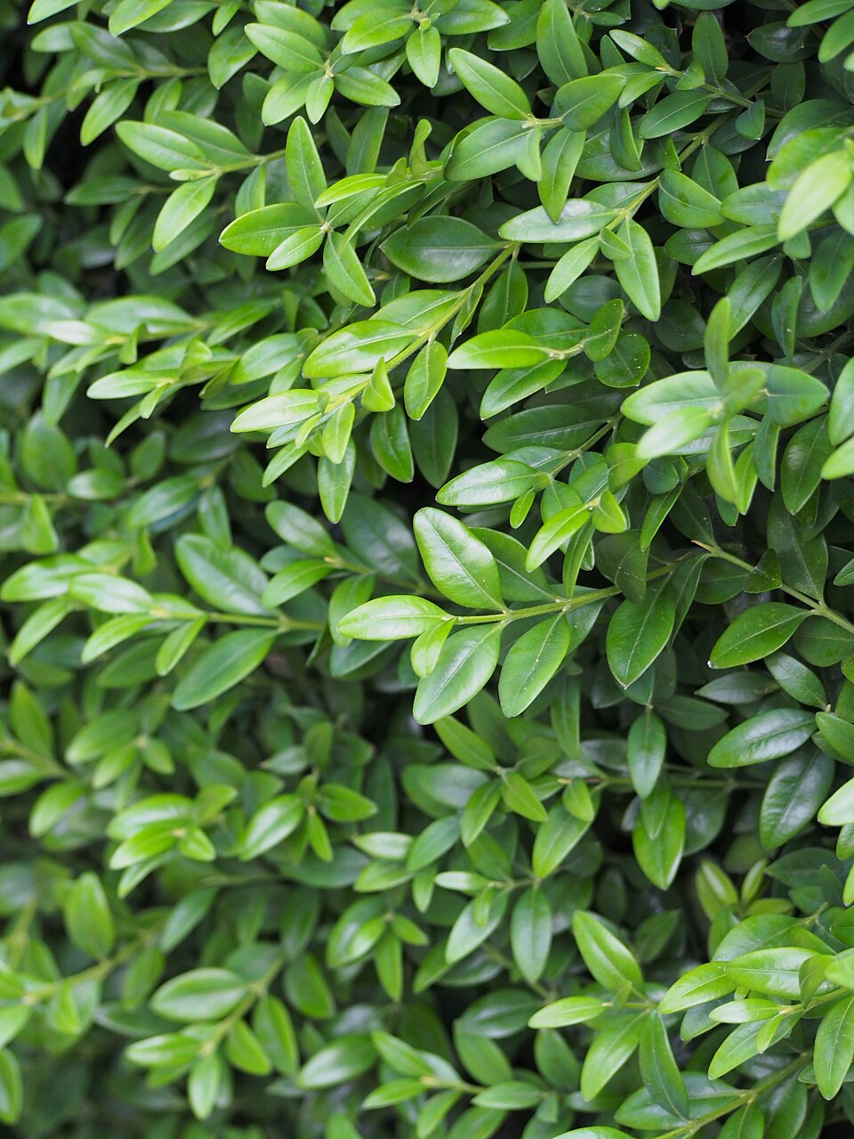 Buxus sempervirens 'Suffruticosa' (Dwarf English Boxwood) (alternate view 5)