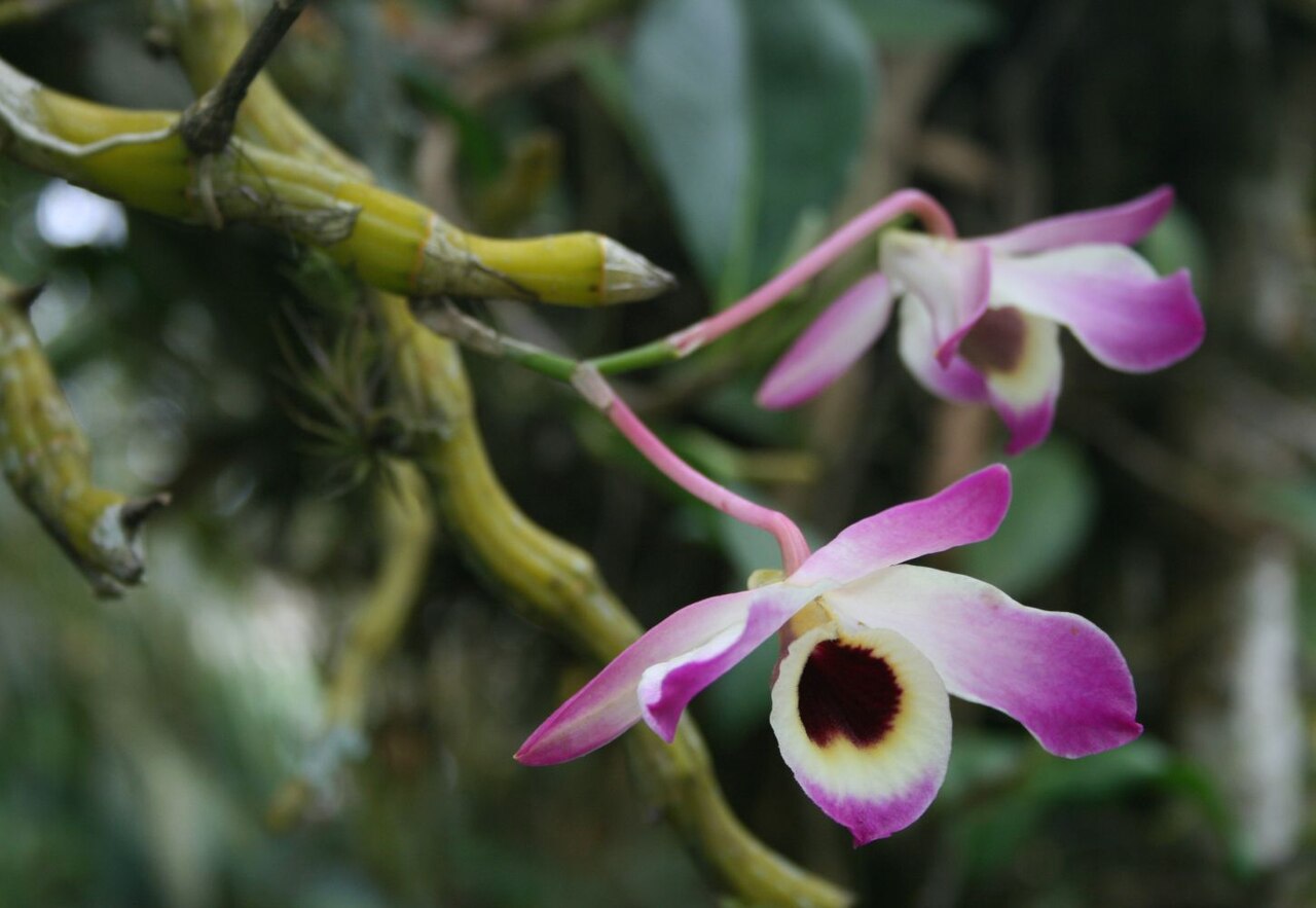 Dendrobium nobile, Noble dendrobium — clumping (Orchidaceae) (image 6 of 10)