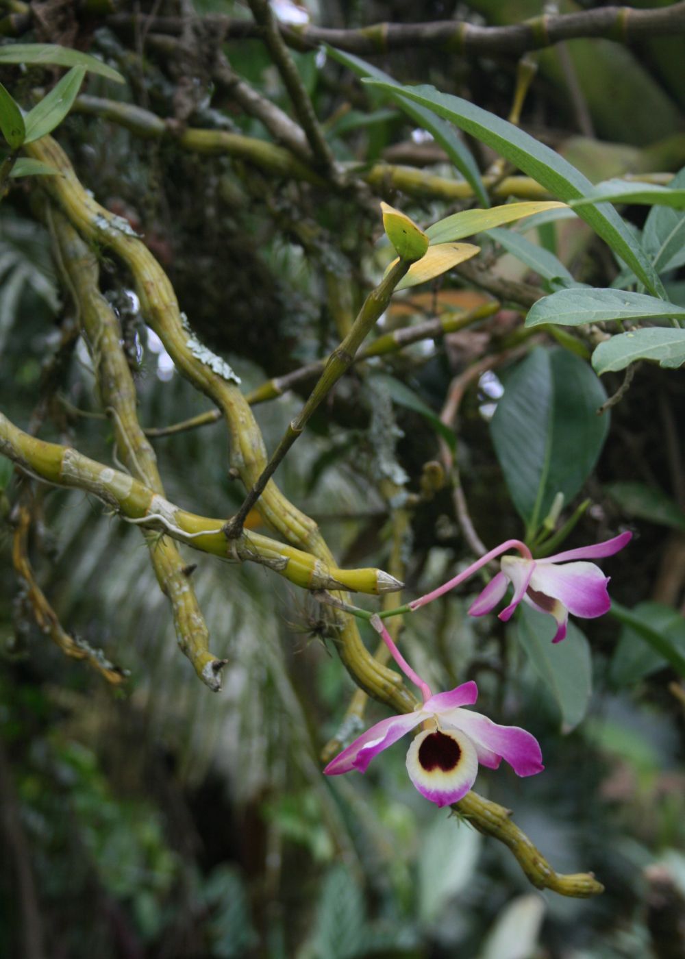 Dendrobium nobile, Noble dendrobium — clumping (Orchidaceae) (image 7 of 10)