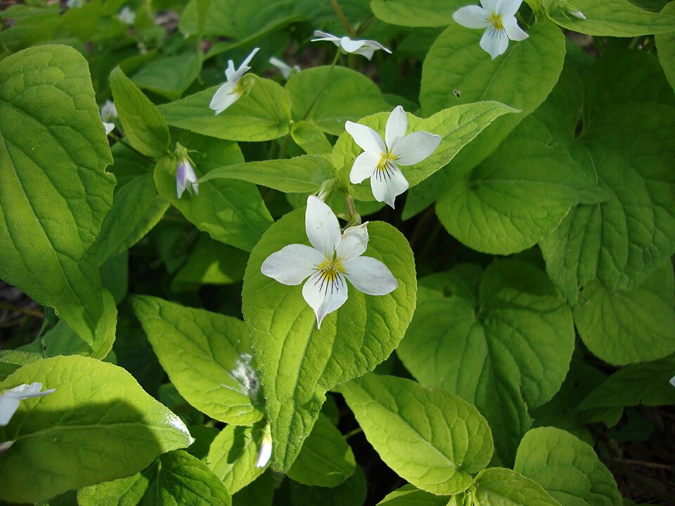 Viola canadensis (Canada Violet) (alternate view 2)