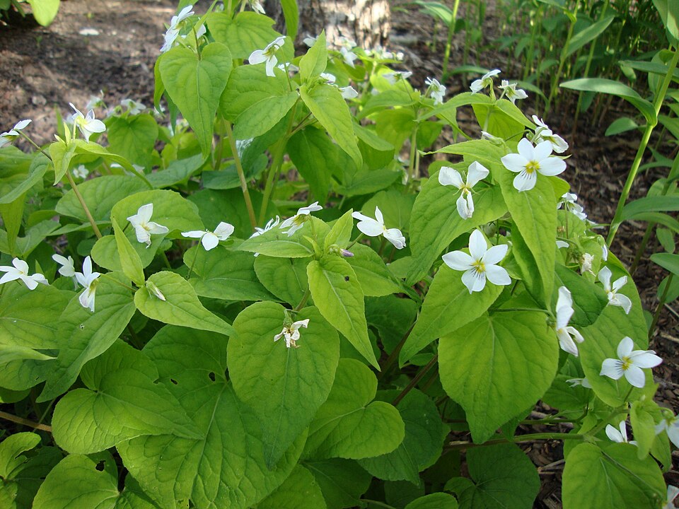 Viola canadensis (Canada Violet) (alternate view 3)