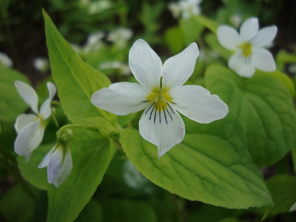Viola canadensis (Canada Violet) (alternate view 4)