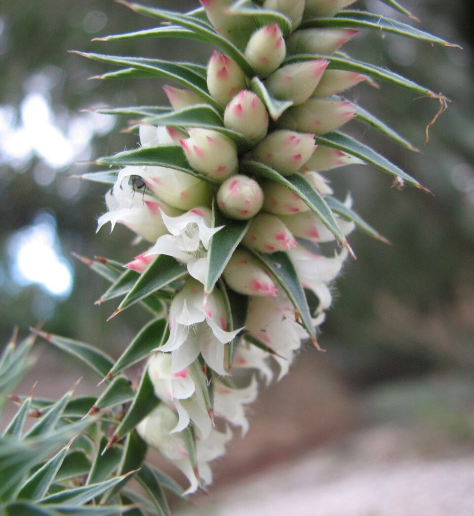 Melichrus urceolatus (urn heath)