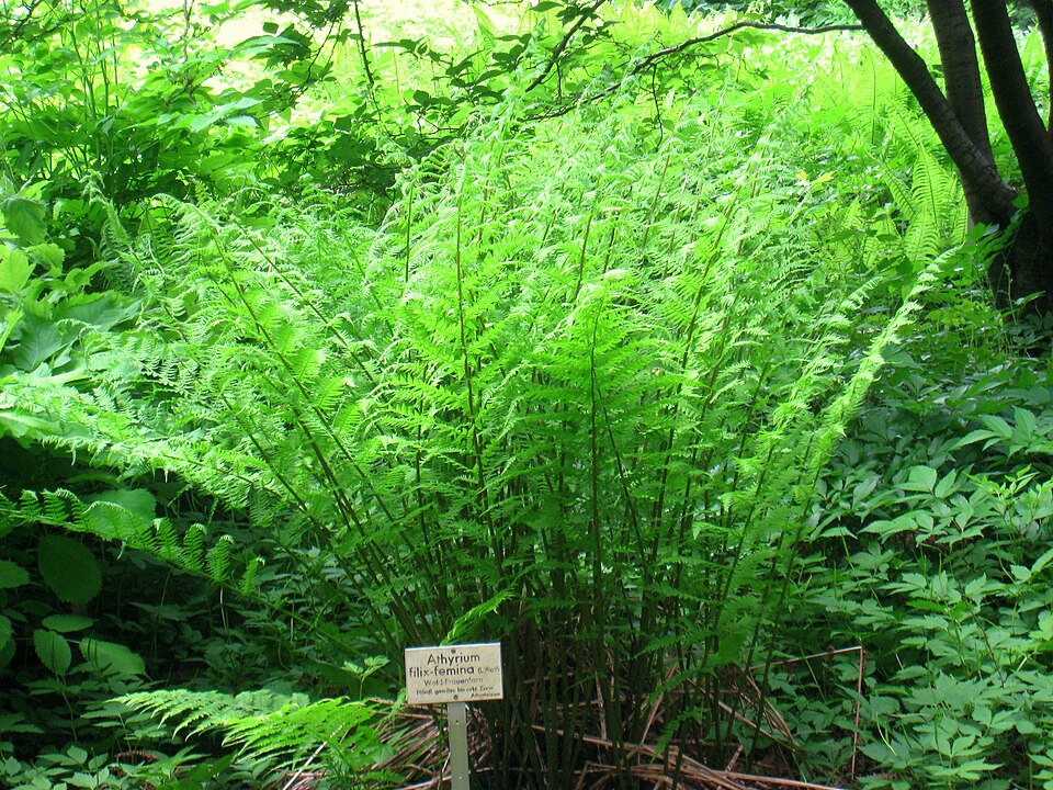 Athyrium filix-femina (lady fern) (alternate view 7)