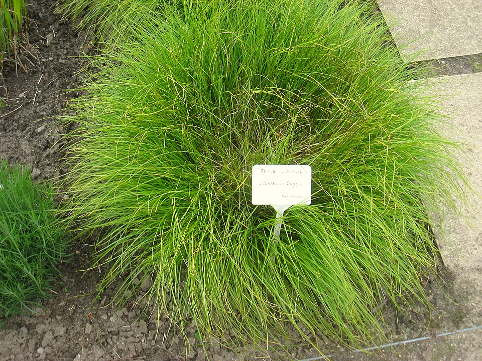 Carex umbrosa (shade sedge) (alternate view 10)