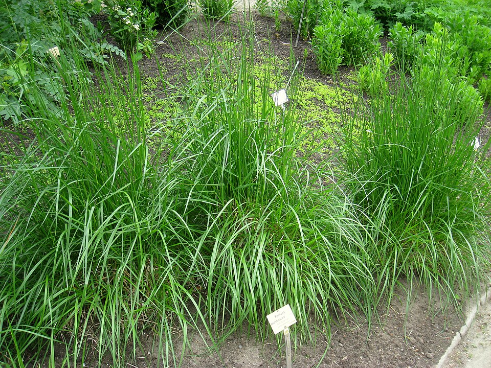 Lolium arundinaceum (tall fescue)