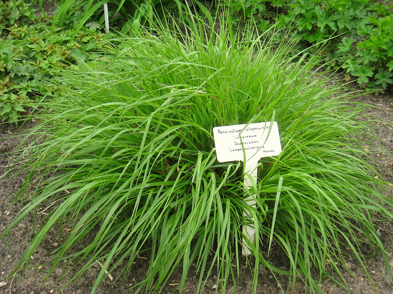 Pennisetum alopecuroides (Fountain Grass)