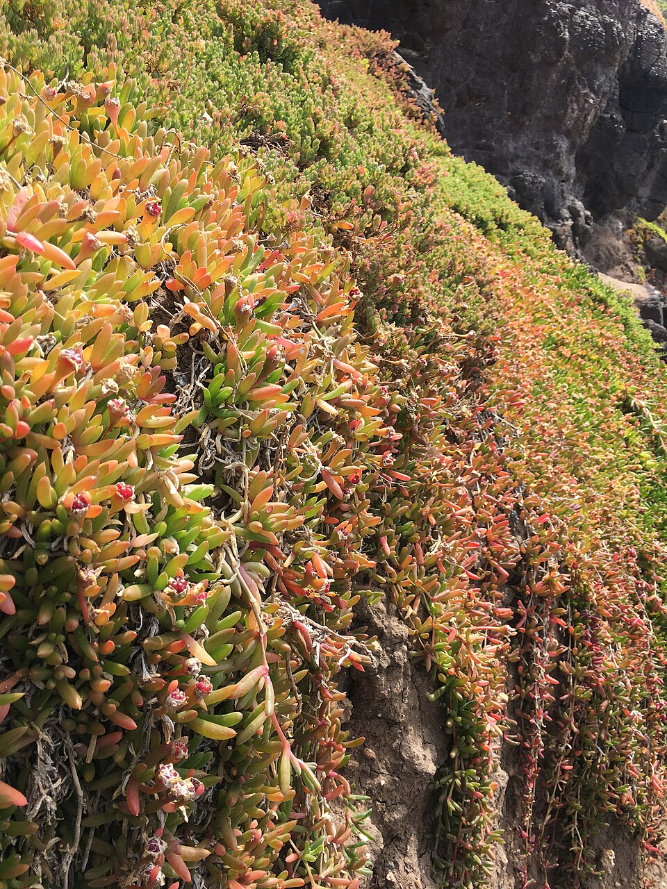 Disphyma crassifolium (Purple Dewplant) (alternate view 10)