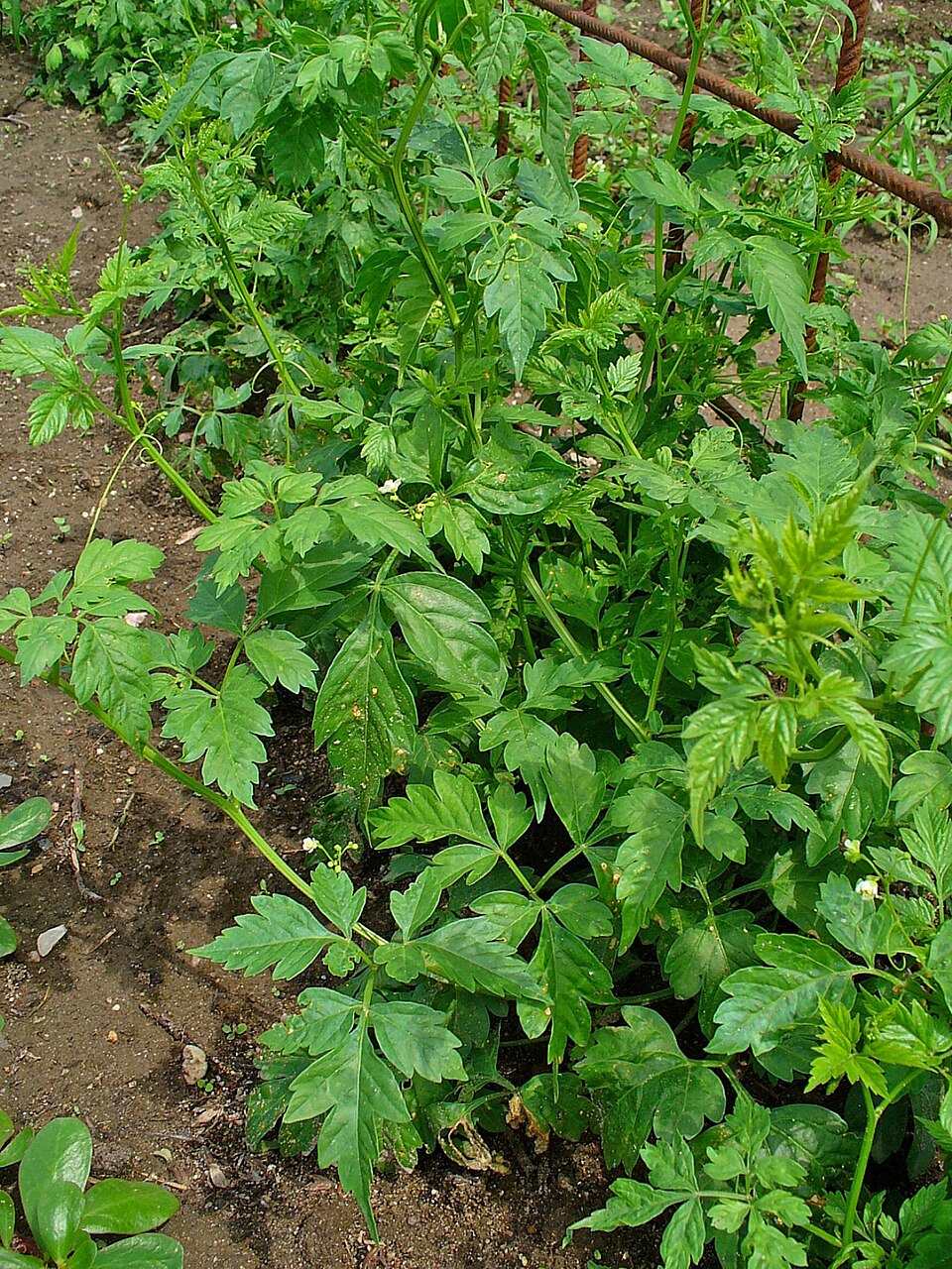Cardiospermum halicacabum (Lesser Balloon Vine) (alternate view 8)