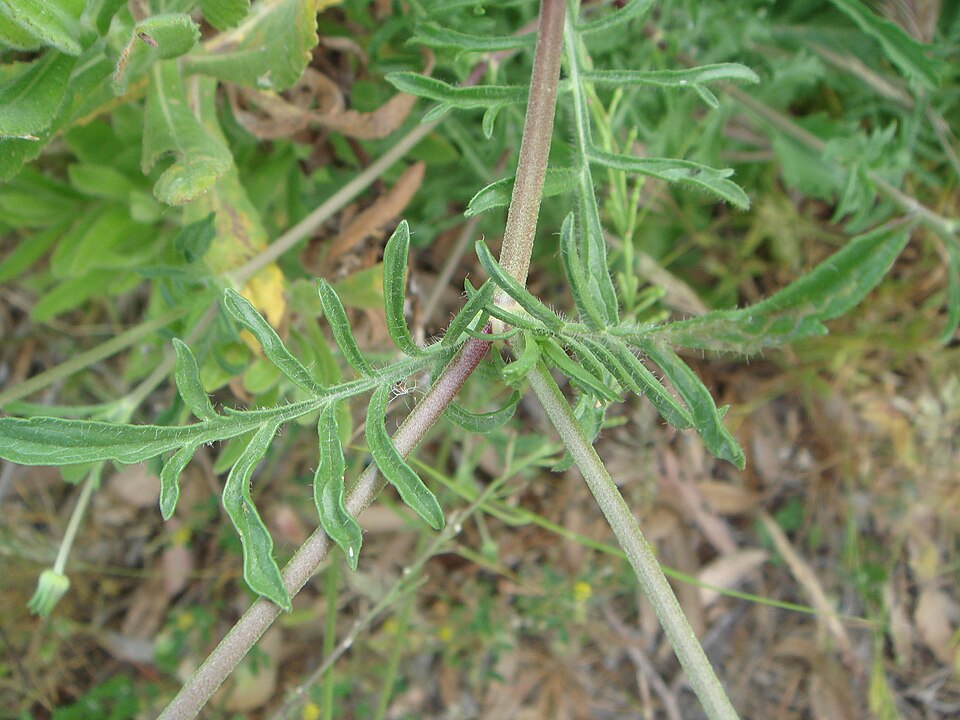 Sixalix atropurpurea (Sweet scabious) (alternate view 8)