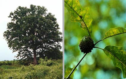 Quercus lyrata (overcup oak) (alternate view 6)