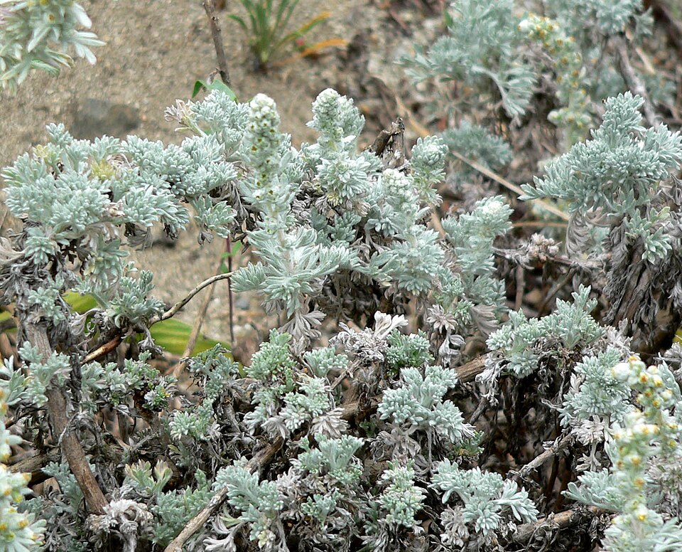 Artemisia pycnocephala (coastal sagewort) (alternate view 7)