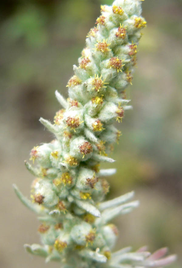 Artemisia pycnocephala (coastal sagewort) (alternate view 8)