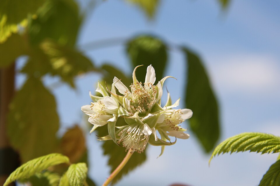Rubus idaeus (raspberry) (alternate view 9)