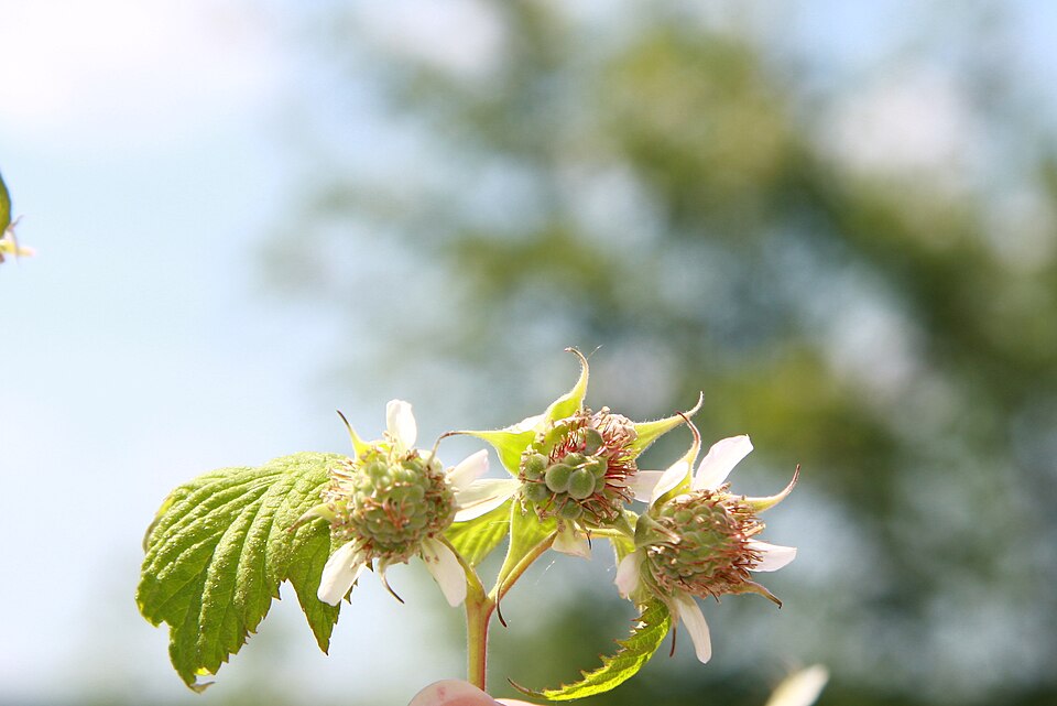Rubus idaeus (raspberry) (alternate view 10)