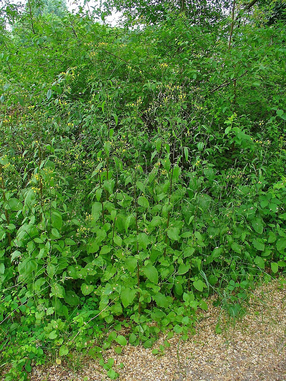 Lapsana communis (nipplewort)