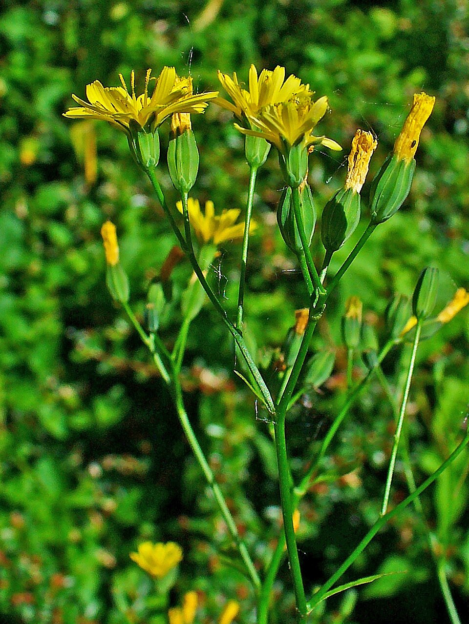 Lapsana communis (nipplewort)