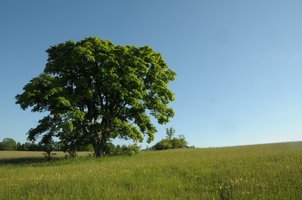 Acer pseudoplatanus (sycamore maple) (alternate view 6)