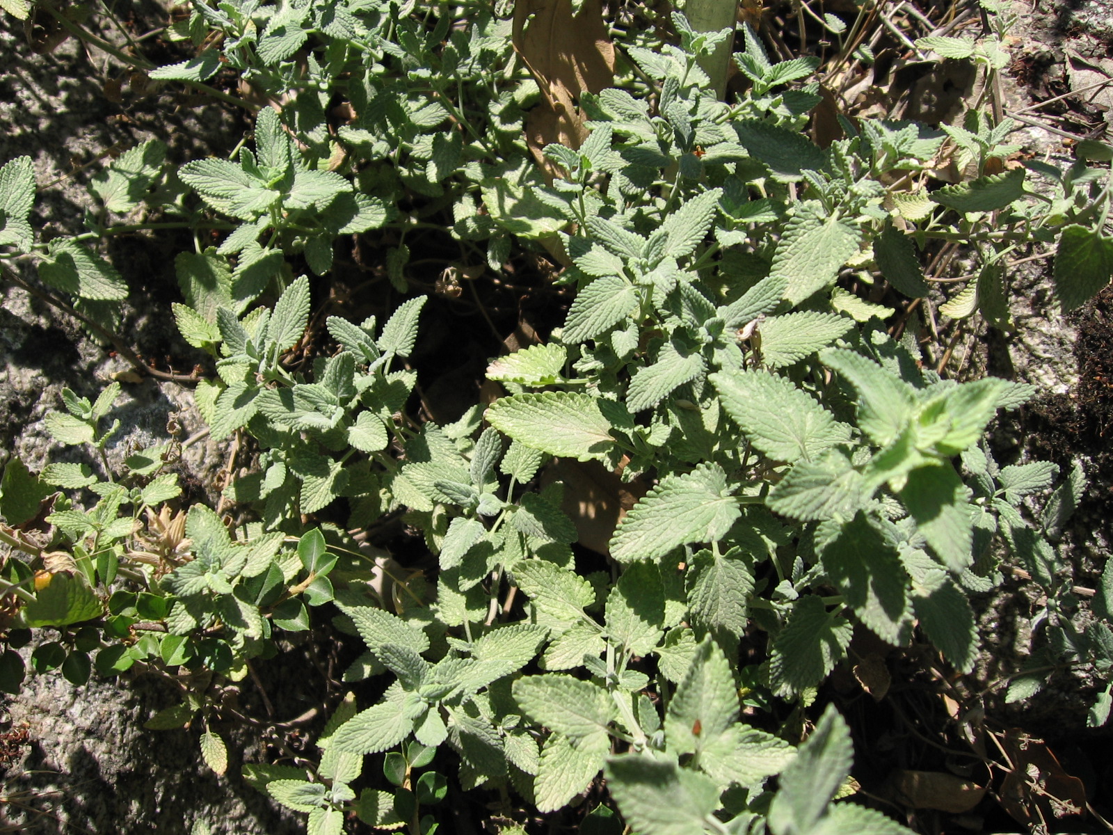 Nepeta racemosa, Persian catmint — mounding deciduous (Lamiaceae) (image 9 of 10)