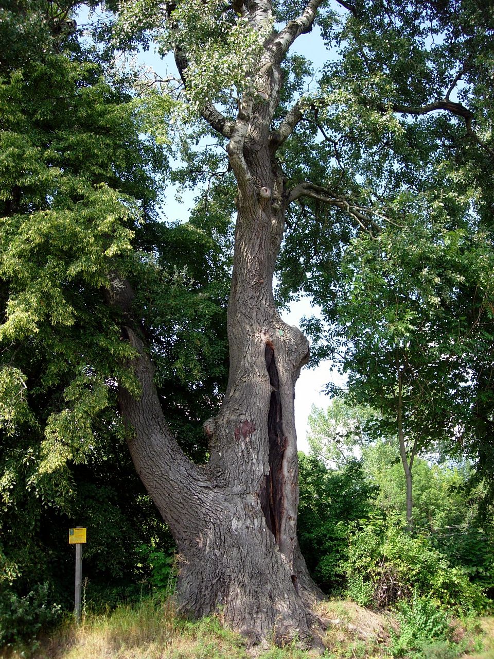 Populus alba (white poplar)