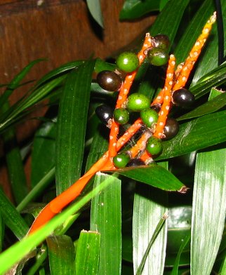 Chamaedorea cataractarum (Cat Palm) (alternate view 7)