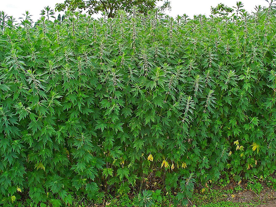 Leonurus cardiaca (common motherwort)