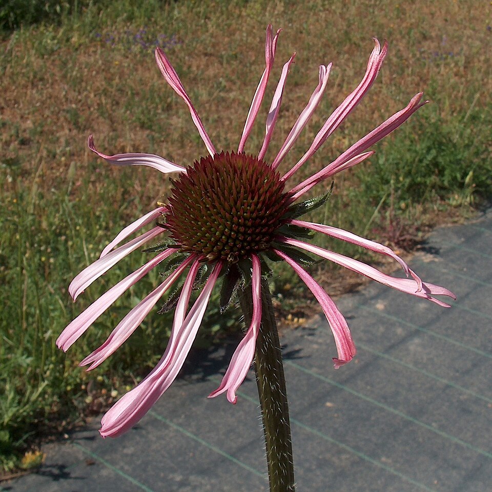 Echinacea angustifolia (Narrow-leaved Coneflower) (alternate view 6)