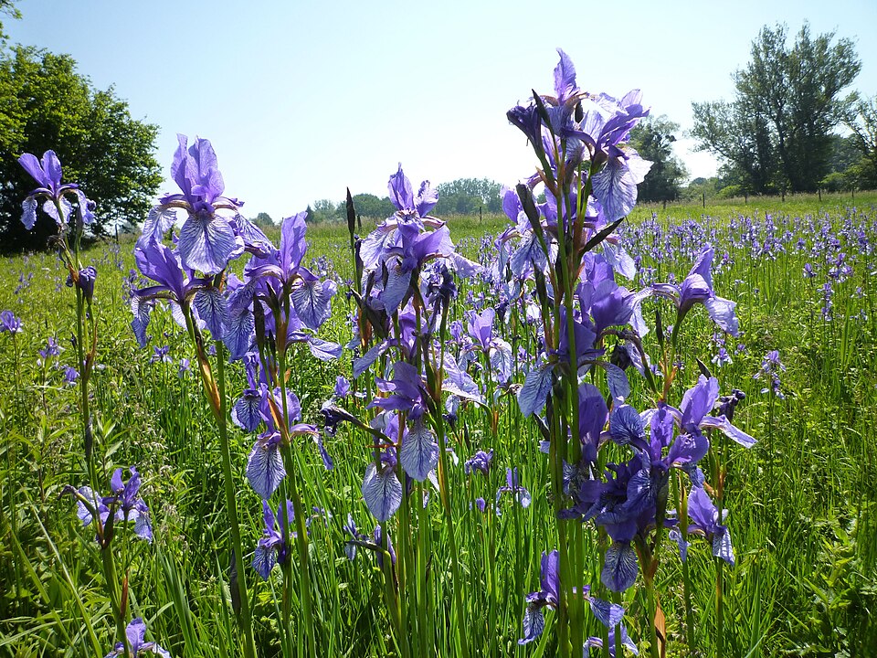 Iris sibirica (Siberian iris) (alternate view 10)