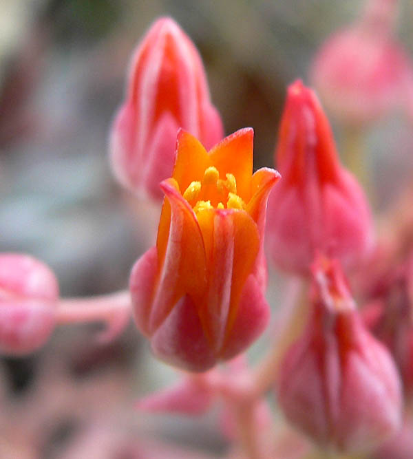 Dudleya cymosa (Canyon liveforever) (alternate view 3)
