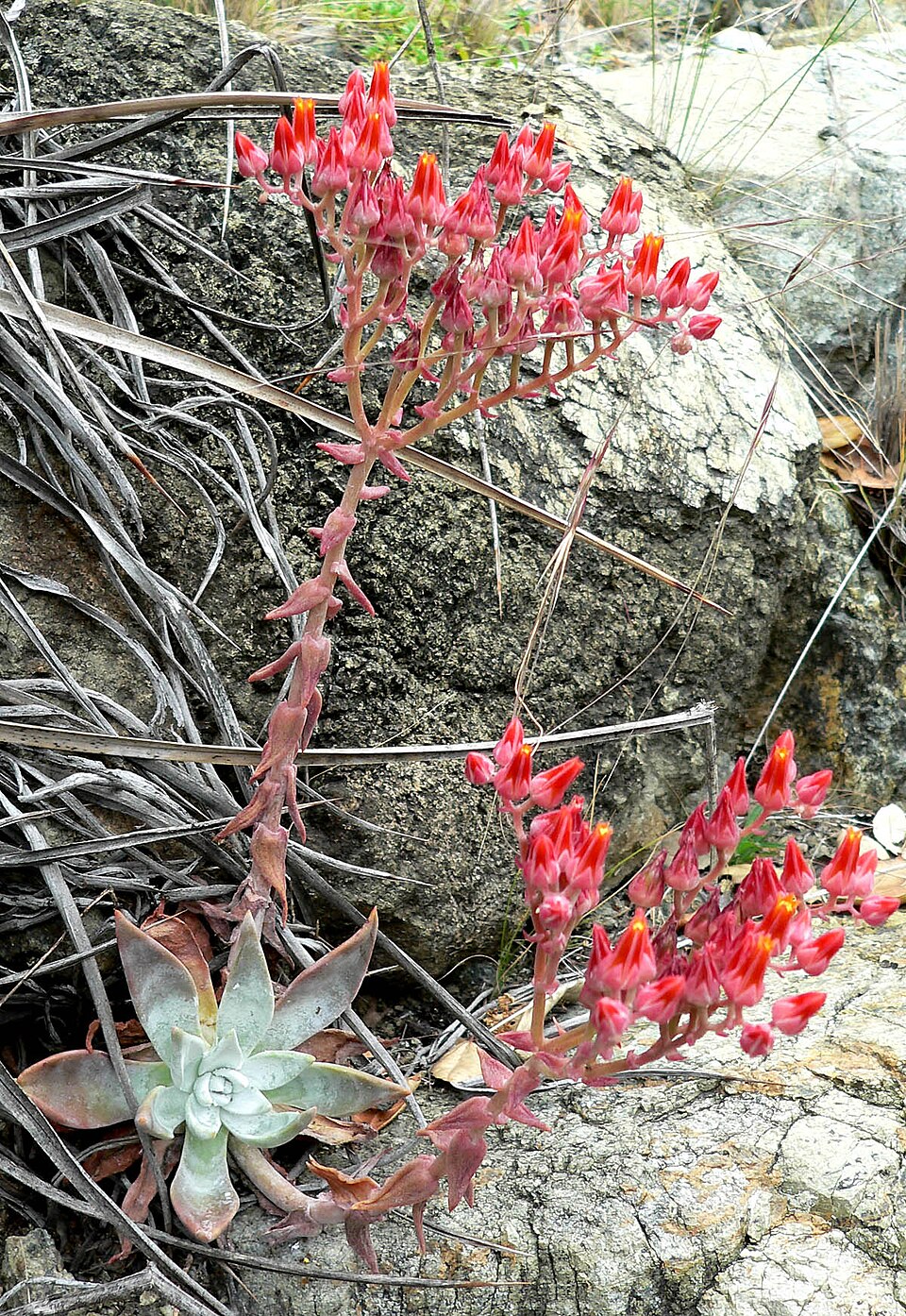 Dudleya cymosa (Canyon liveforever) (alternate view 4)