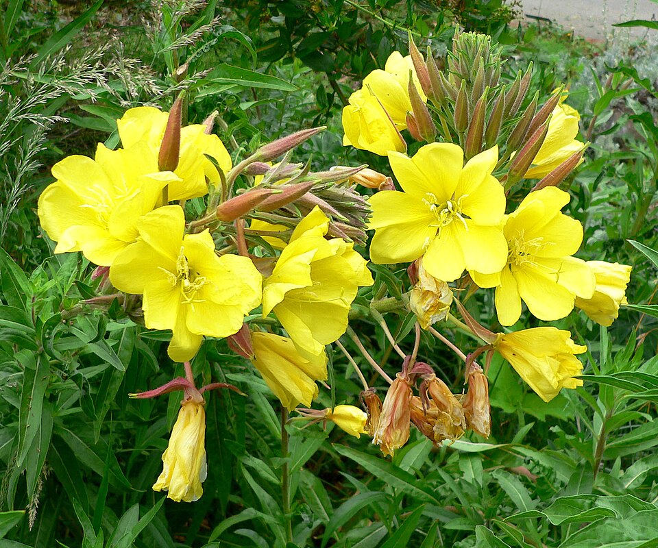 Oenothera elata (tall evening primrose) (alternate view 6)