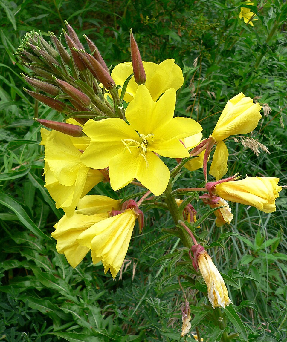 Oenothera elata (tall evening primrose) (alternate view 7)