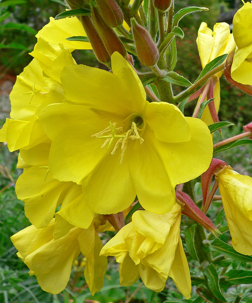 Oenothera elata (tall evening primrose) (alternate view 8)