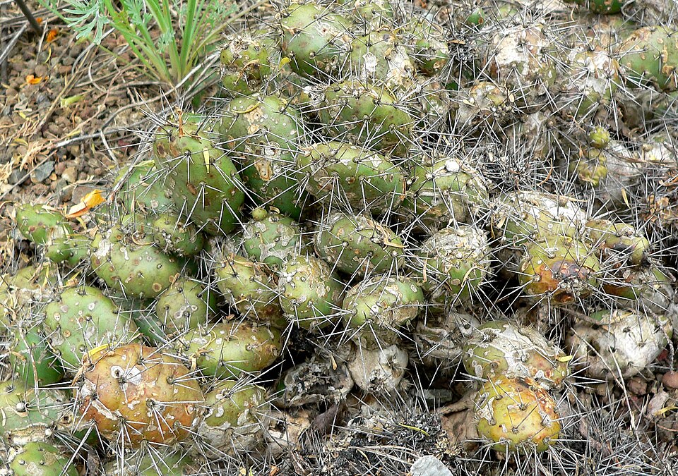 Opuntia fragilis (Brittle Pricklypear) (alternate view 6)