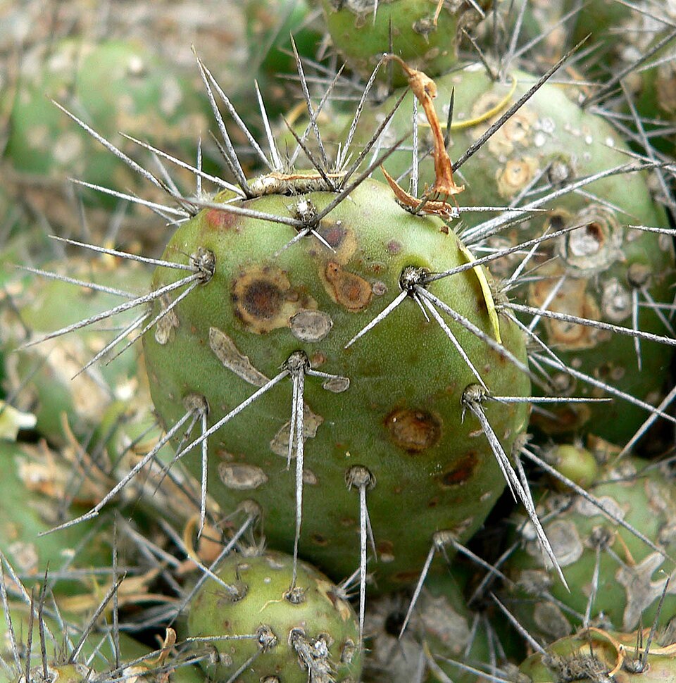 Opuntia fragilis (Brittle Pricklypear) (alternate view 7)