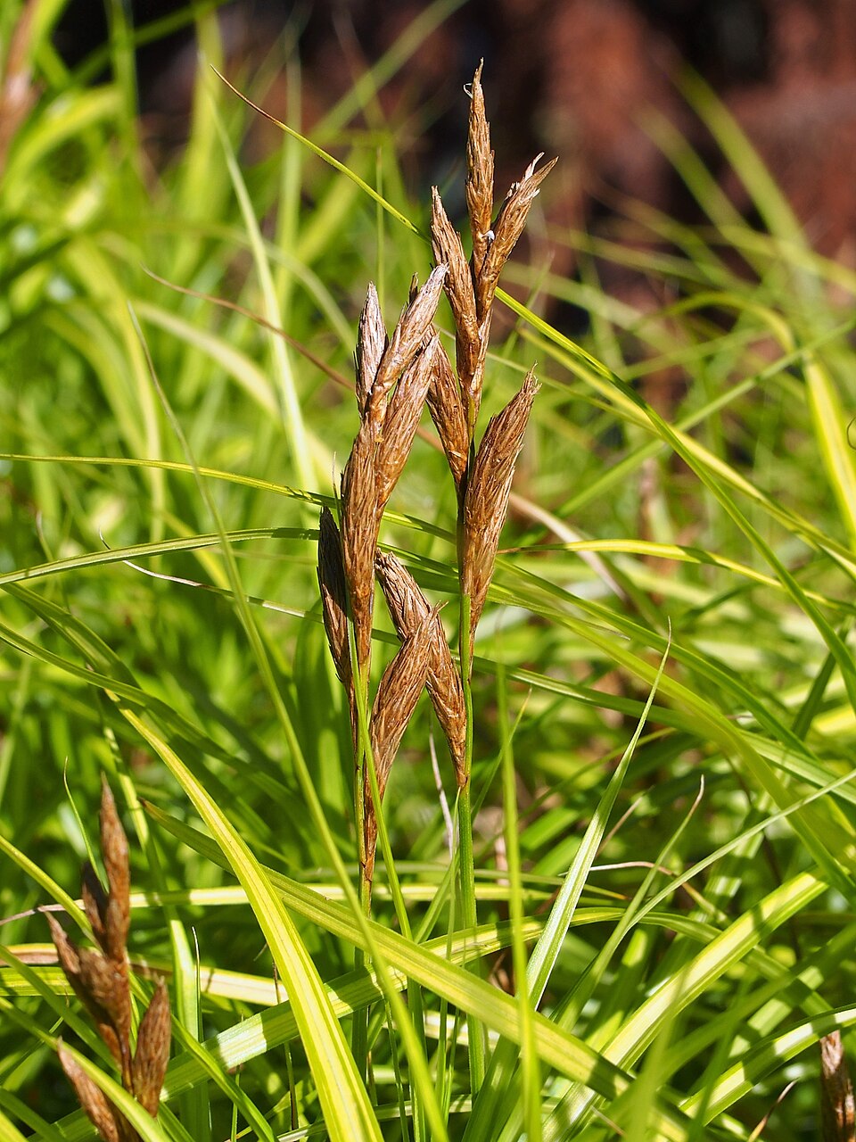 Carex muskingumensis 'Ice Fountains' (Ice Fountains Palm Sedge) (alternate view 3)