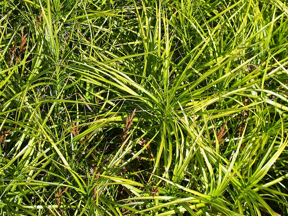 Carex muskingumensis 'Ice Fountains' (Ice Fountains Palm Sedge) (alternate view 4)
