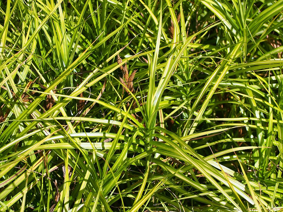 Carex muskingumensis 'Ice Fountains' (Ice Fountains Palm Sedge) (alternate view 5)