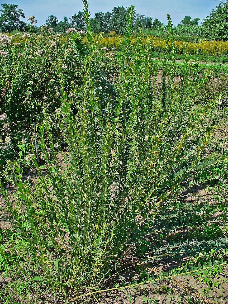 Lespedeza capitata (round-headed bush clover) (alternate view 9)